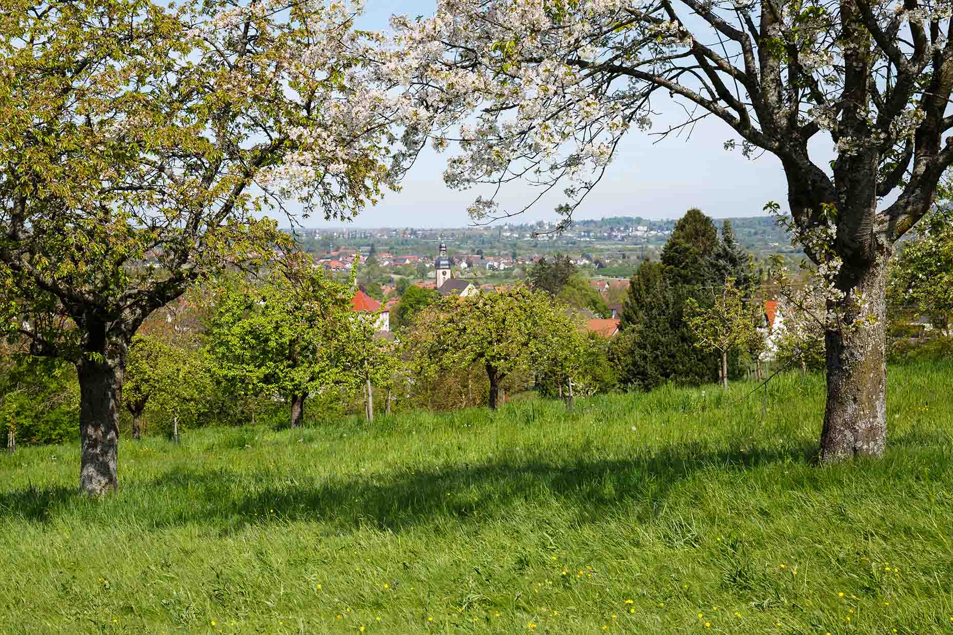 Zu sehen ist eine typische Streuobstwiese in Baden-Württemberg: Es ist Frühling, die Obstbäume stehen in Blüte, im Hintergrund liegt eine kleine Ortschaft.