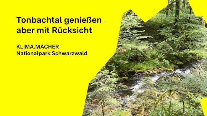 Waldlandschaft mit Bach im Tonbachtal im Nationalpark Schwarzwald.