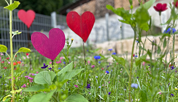 Auf einer bunten Klimaländwiese stecken ein paar rote Herzen aus Holz.