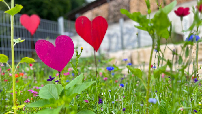 Bunte Blumenwiese mit Holzherzen in rot und pink.